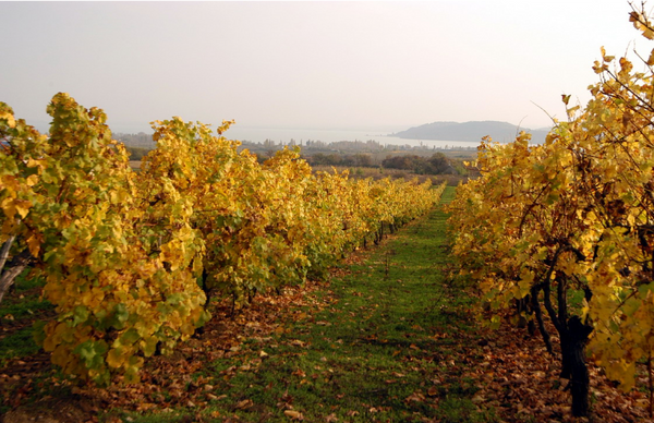 Cellar Rally - Orientation, competition, exploration in historical wine regions